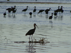 Plegadis chihi