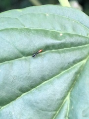 Pseudomyrmex peruvianus