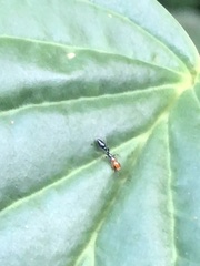 Pseudomyrmex peruvianus