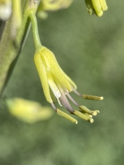 Chlorocrambe hastata