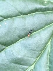 Pseudomyrmex peruvianus