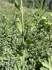Chlorocrambe hastata