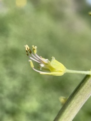 Chlorocrambe hastata