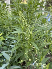 Chlorocrambe hastata