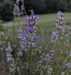 Lavandula angustifolia