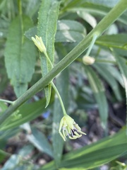 Chlorocrambe hastata