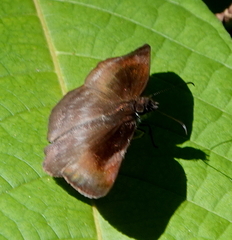 Anastrus neaeris