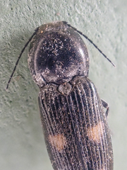 Paracardiophorus