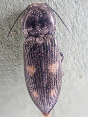 Paracardiophorus