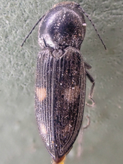 Paracardiophorus