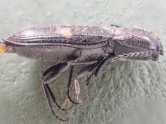 Paracardiophorus