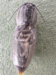 Paracardiophorus