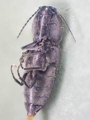 Paracardiophorus