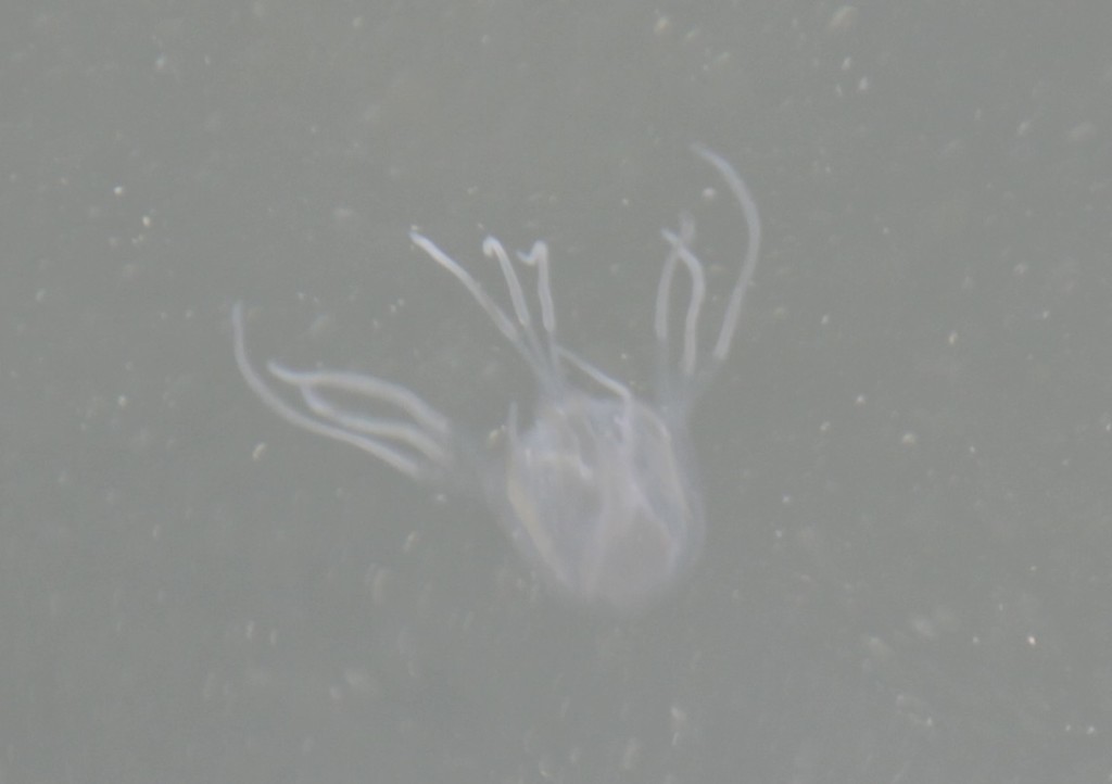 Mangrove Box Jelly