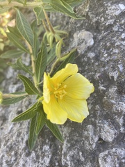 Ludwigia