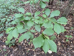 Styrax grandifolius