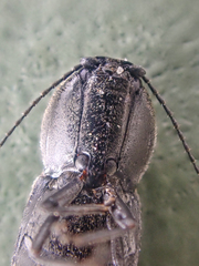 Paracardiophorus