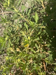 Ludwigia