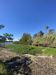 Ludwigia