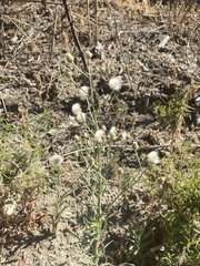 Erigeron bonariensis