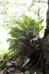 Pleopeltis polypodioides