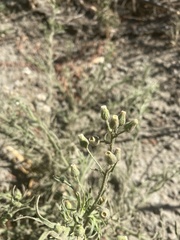 Erigeron bonariensis