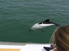 Cephalorhynchus commersonii