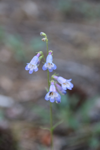 inflated beardtongue (Penstemon inflatus)