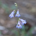 Inflated Beardtongue - Photo (c) Tammo Reichgelt, some rights reserved (CC BY-NC), uploaded by Tammo Reichgelt