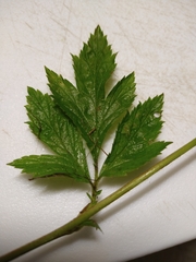Geum laciniatum