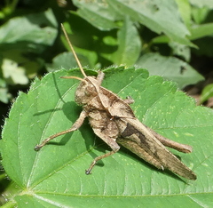 Xyleus discoideus angulatus