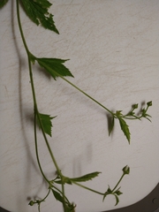 Geum laciniatum