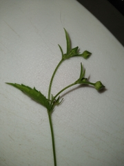 Geum laciniatum
