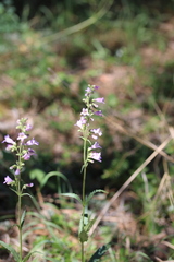 Penstemon inflatus