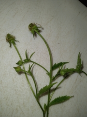 Geum laciniatum