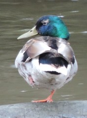 Anas platyrhynchos