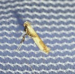 Caloptilia ostryaeella