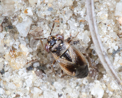 Geocoris discopterus