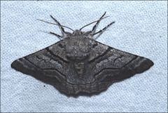 Hypobapta diffundens