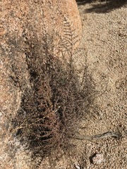 Pellaea mucronata mucronata