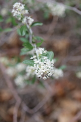 Ceanothus fendleri
