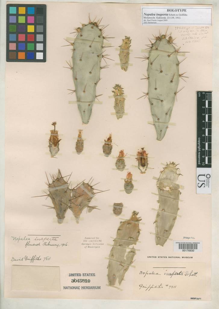 Opuntia inaperta