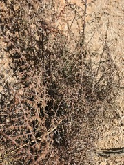 Pellaea mucronata mucronata