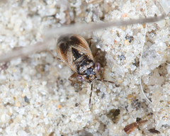 Geocoris discopterus