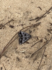 Acantholipes juba