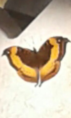 Precis tugela tugela