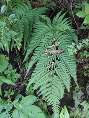 Dryopteris bissetiana