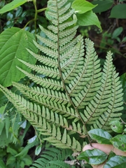 Dryopteris bissetiana