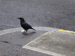 Corvus brachyrhynchos