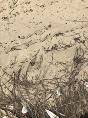Acantholipes juba